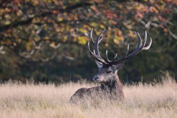 le rugissement du cerf